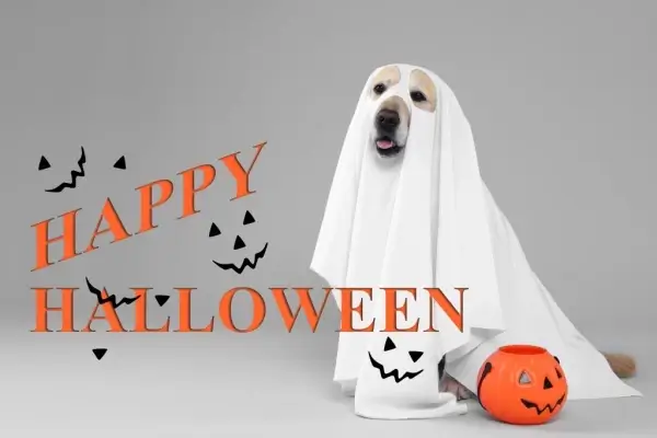 Happy Halloween from THIS IS A DEMO WEBSITE (NOT A REAL COMPANY)